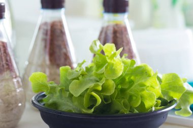 Yeşil meşe salata sebze