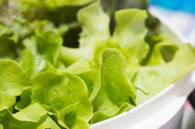 Yeşil meşe salata sebze