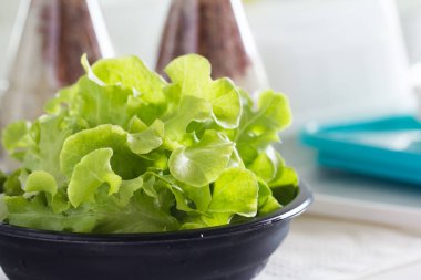 Yeşil meşe salata sebze