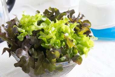 Yeşil meşe salata sebze