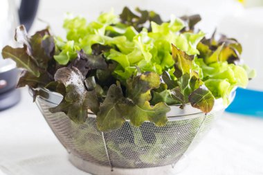 Yeşil meşe salata sebze