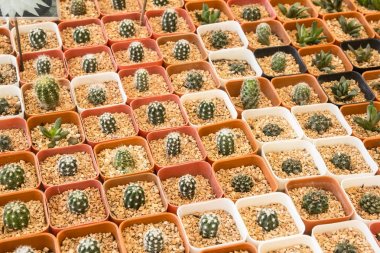 tencerede güzel kaktüs