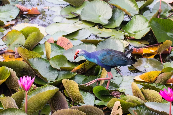 鳥は、湖での釣り. — ストック写真