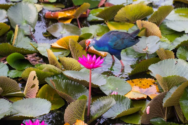 Hermosa flor de loto —  Fotos de Stock