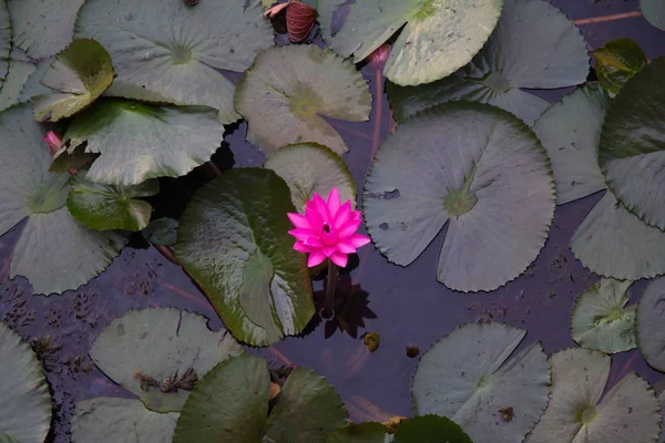 Hermosa flor de loto —  Fotos de Stock