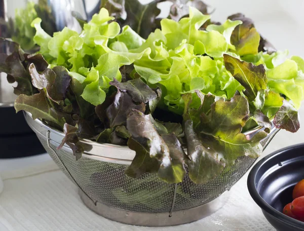 Yeşil meşe salata sebze