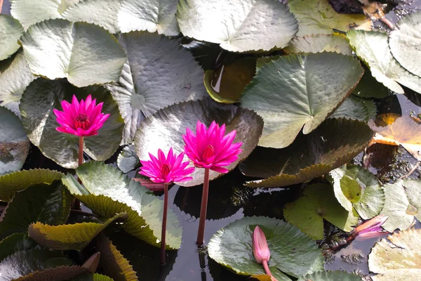 Flor de loto en estanque —  Fotos de Stock