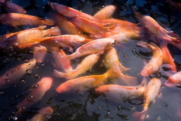 Red ruby fish in the farm — Stock Photo, Image