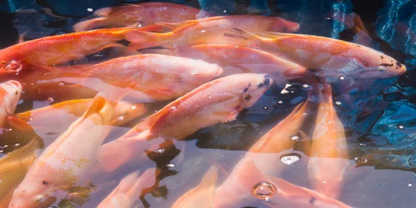 Czerwony rubinowy ryb w gospodarstwie — Zdjęcie stockowe