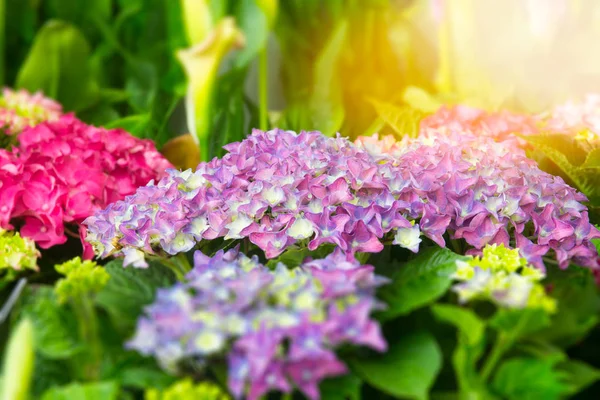 Krásné hortenzie v zahradě — Stock fotografie