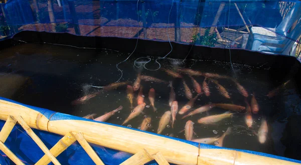 빨간 루비 물고기 농장 — 스톡 사진