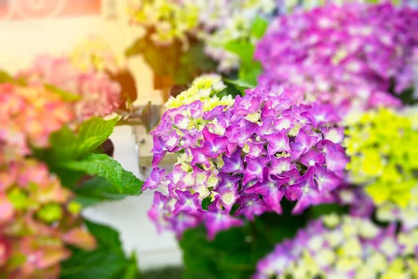 güzel ortanca Bahçe