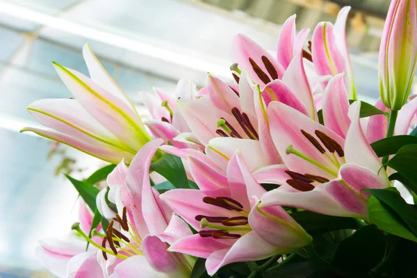 Beautiful pink lily flower — Stock Photo, Image