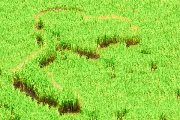 Paddy field in thThailand — стоковое фото