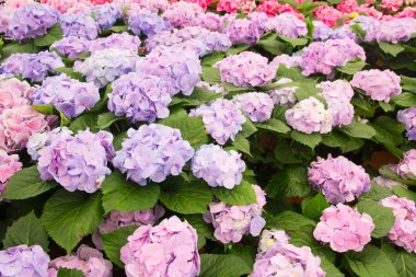 Ortanca çiçek arka plan. (HORTENSIA çiçek)