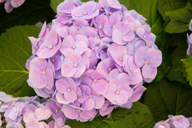 Ortanca çiçek arka plan. (HORTENSIA çiçek)