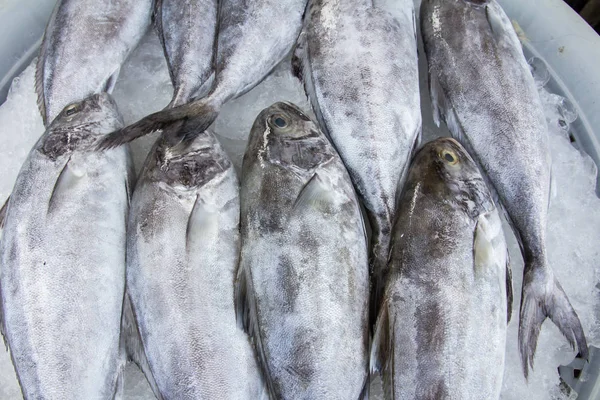 Fresh fish,(Black-banded trevally) — Stock Photo, Image