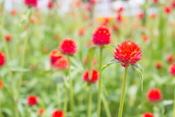 Globus-Amaranth-Blume — Stockfoto