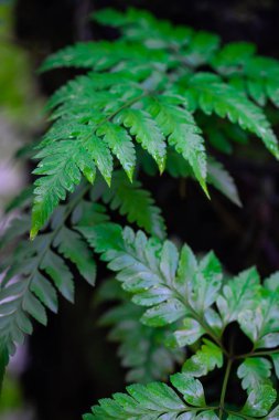 Ormanda yeşil eğreltiotu yaprağını kapat. .