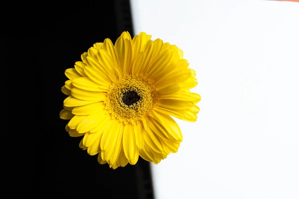 Yellow gerbera flower on a white and black background — Stock Photo, Image