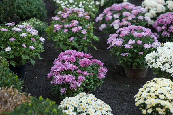 Mooie bloemen op een bed in zomer park — Stockfoto