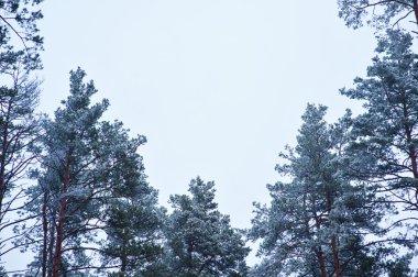 gökyüzüne karşı ormandaki karla kaplı çam ağaçları