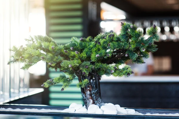 迷你圣诞树装饰杉木球果的办公 — 图库照片