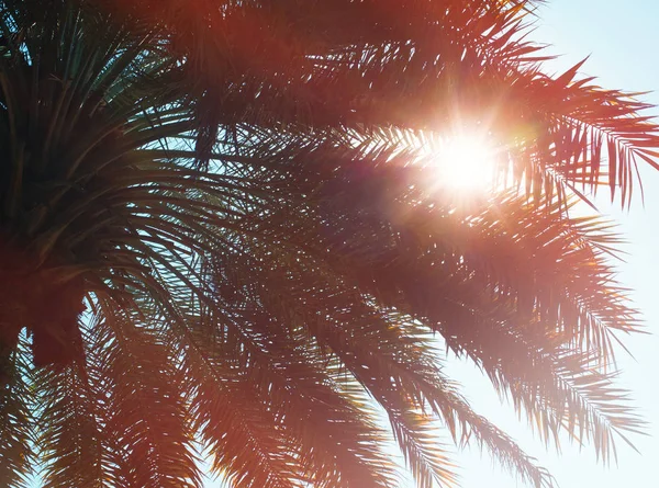 Auringonsäteet ja Palm Branch taivasta vasten — kuvapankkivalokuva