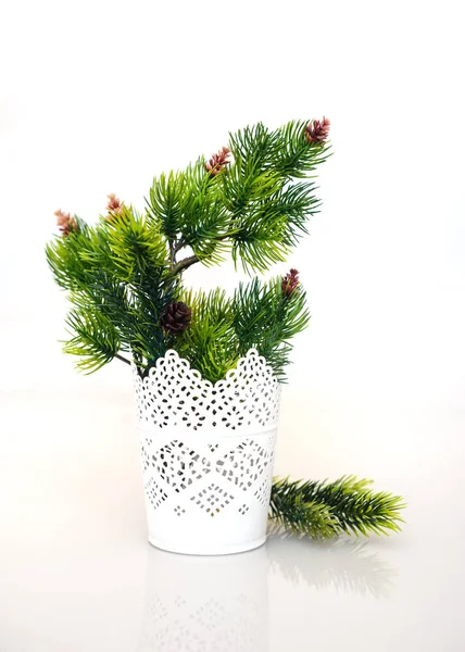 Branches de sapin en vase sur fond blanc — Photo