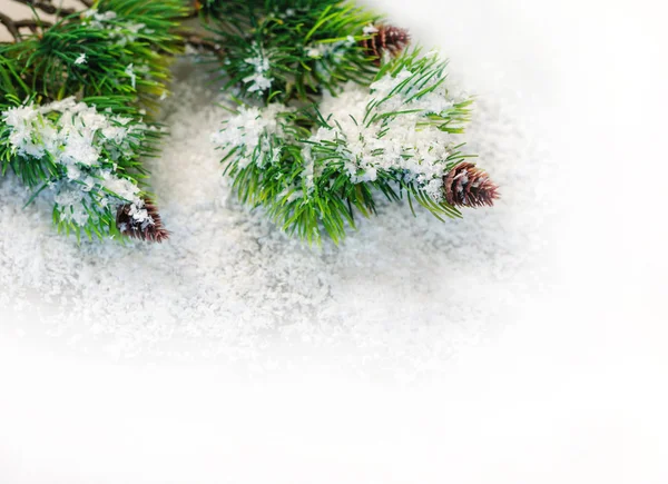 FIR grenar i snön på en vit bakgrund — Stockfoto