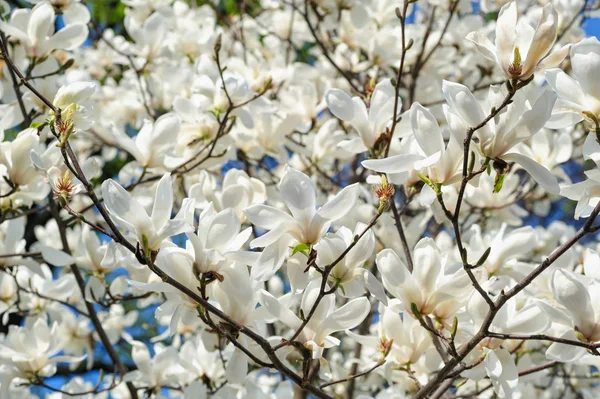 Blooming cherry trees in Spring Garden — Stock Photo, Image