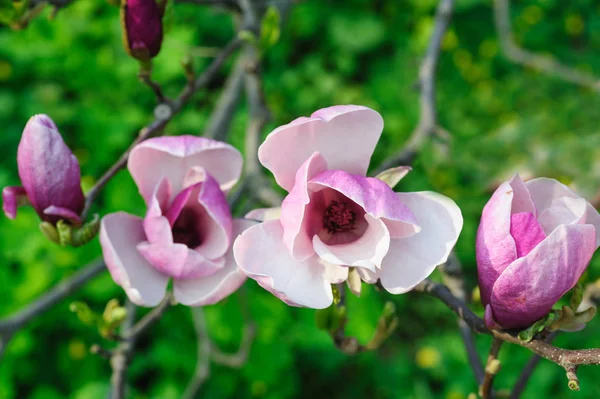 Apple tree is blossoming in Spring Garden — Stock Photo, Image