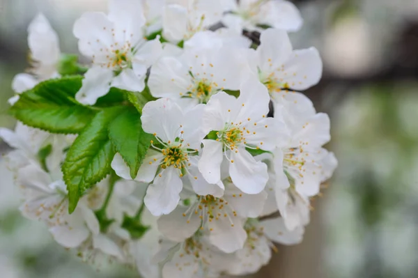 Les cerisiers en fleurs à Spring Garden — Photo