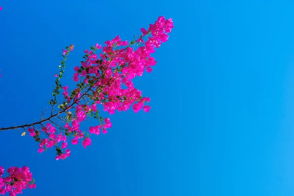 Branch of Red bougainvillea on the sky background — Stock Photo, Image