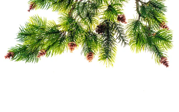 Beautiful fir branches with cones on a white background — Stock Photo, Image