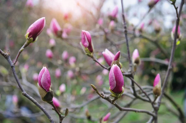 Pink flowers of Magnolia in spring Park — Stock Photo, Image