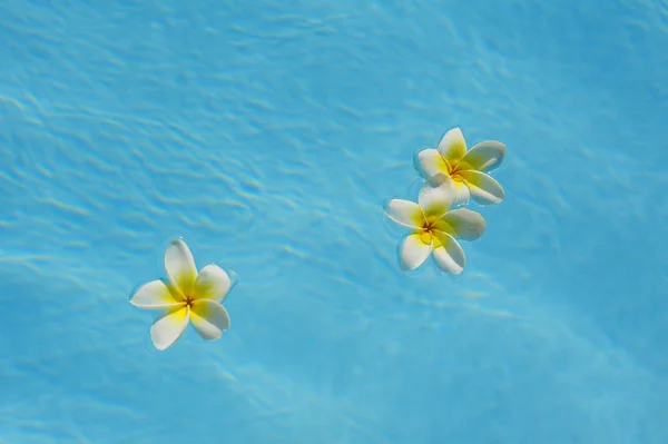 Três flores de buganvília flutuando em uma piscina azul — Fotografia de Stock