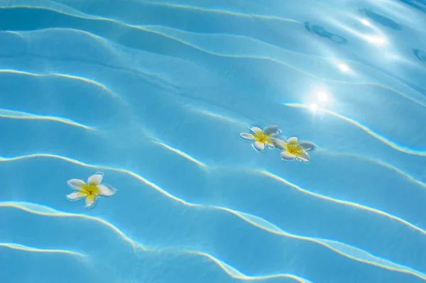 Mavi bir havuzda yüzen üç bougainvillea çiçek — Stok fotoğraf