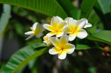 Güzel Begonvil çiçekler yaz Park ağaç beyaz