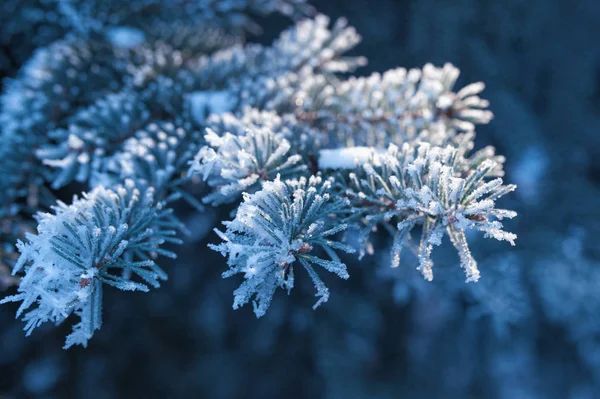 冬公園のトウヒの木の美しい雪に覆われた枝を背景します。 — ストック写真