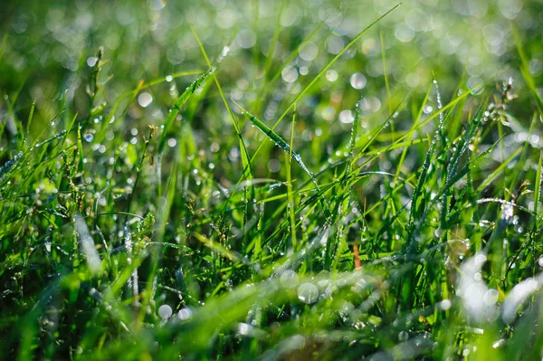 Hierba verde y rocío en el parque de verano —  Fotos de Stock