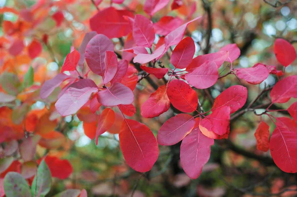 Hermosas hojas rojas en un árbol en otoño Parque — Foto de Stock