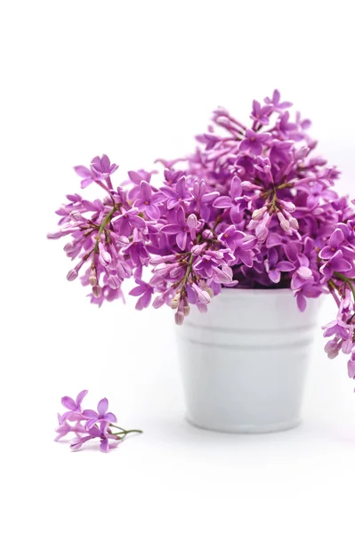 White bucket with lilac on a background — Stock Photo, Image