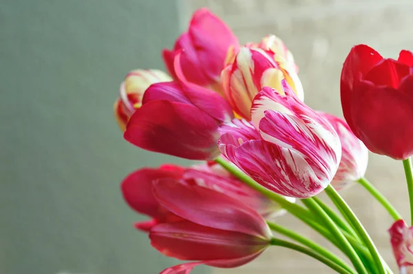 Boeket van rode tulpen op de achtergrond — Stockfoto