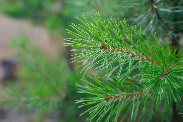 Green pine branches with drops of dew in the Park — Stock Photo, Image