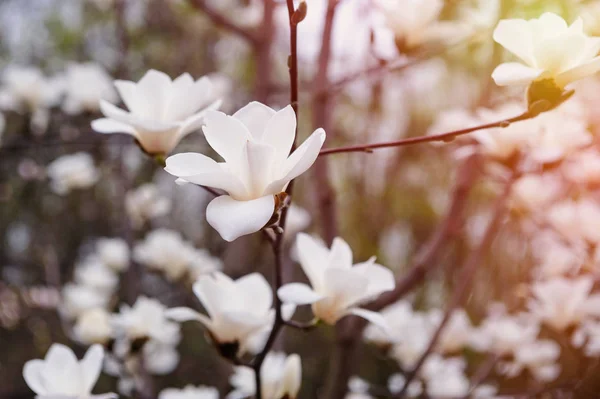 Blossoming Magnolia tree in spring Park outdoor — Stock Photo, Image