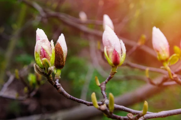 Blossoming Magnolia tree in spring Park outdoor — Stock Photo, Image