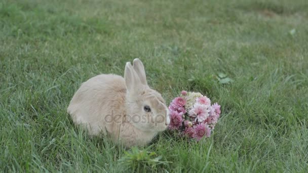 Kleine konijn zittend op het gras in de buurt van een boeket bloemen — Stockvideo