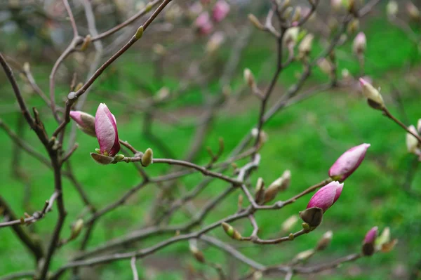 Blooming magnolia tree in the spring garden — Stock Photo, Image