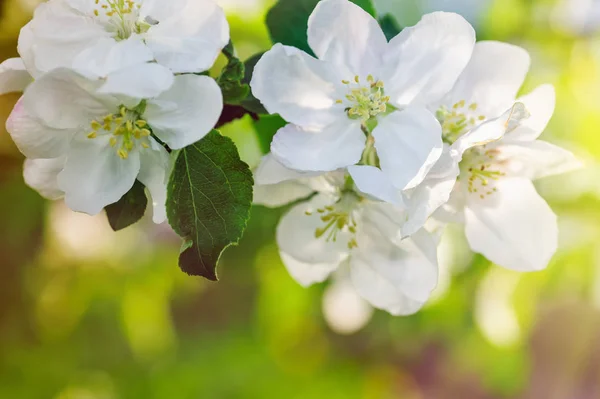 Tavaszi kert egy virágzó almafa ága — Stock Fotó